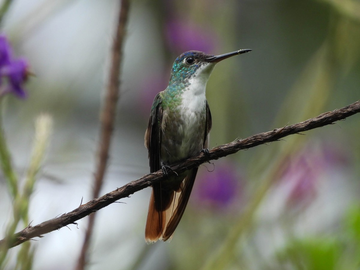 Azure-crowned Hummingbird - ML642194340