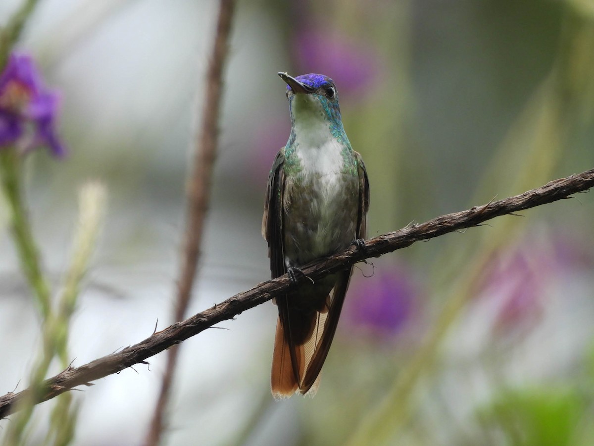 Azure-crowned Hummingbird - ML642194341