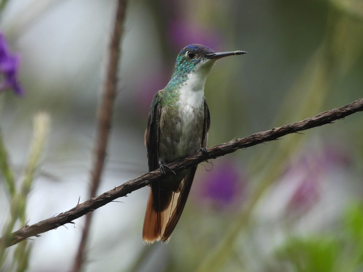 Azure-crowned Hummingbird - ML642194342