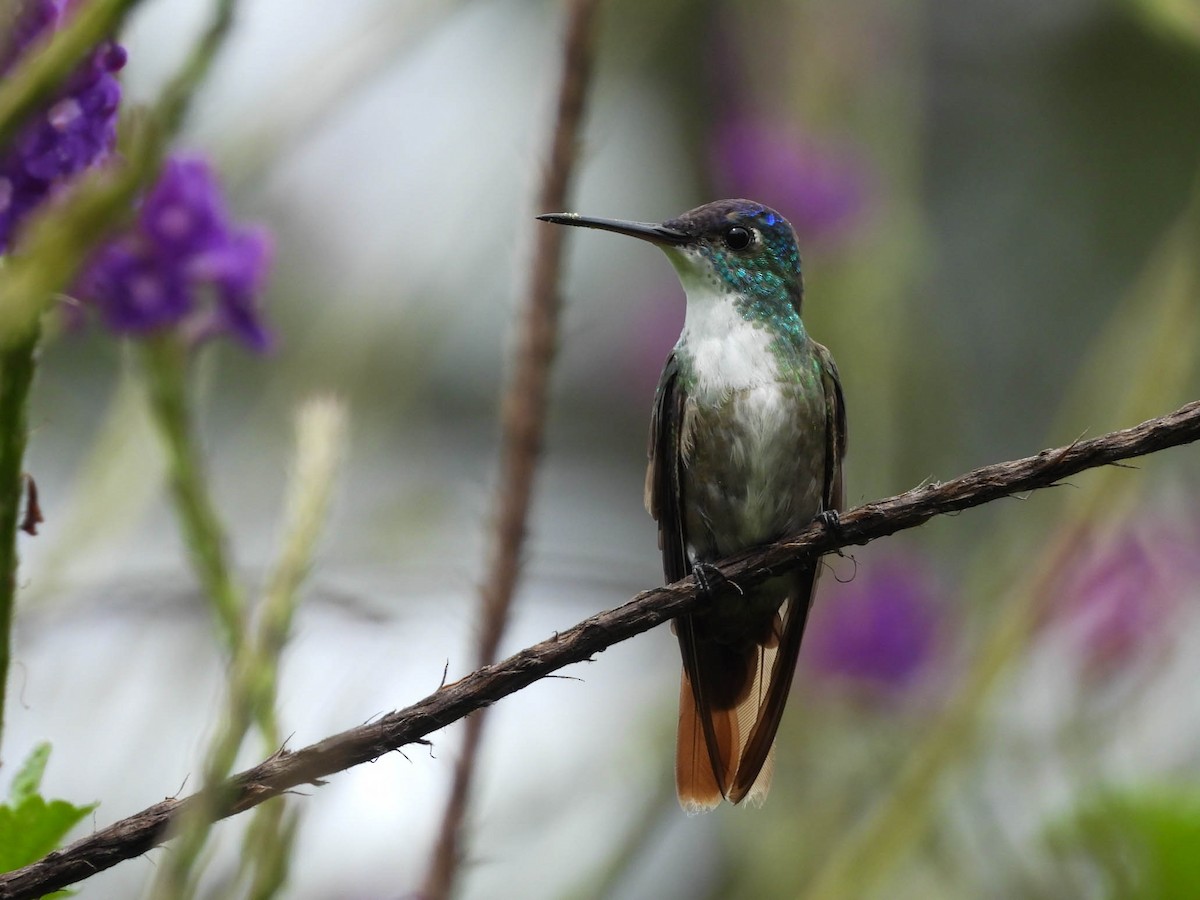 Azure-crowned Hummingbird - ML642194343