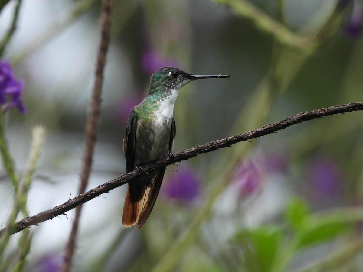 Azure-crowned Hummingbird - ML642194344