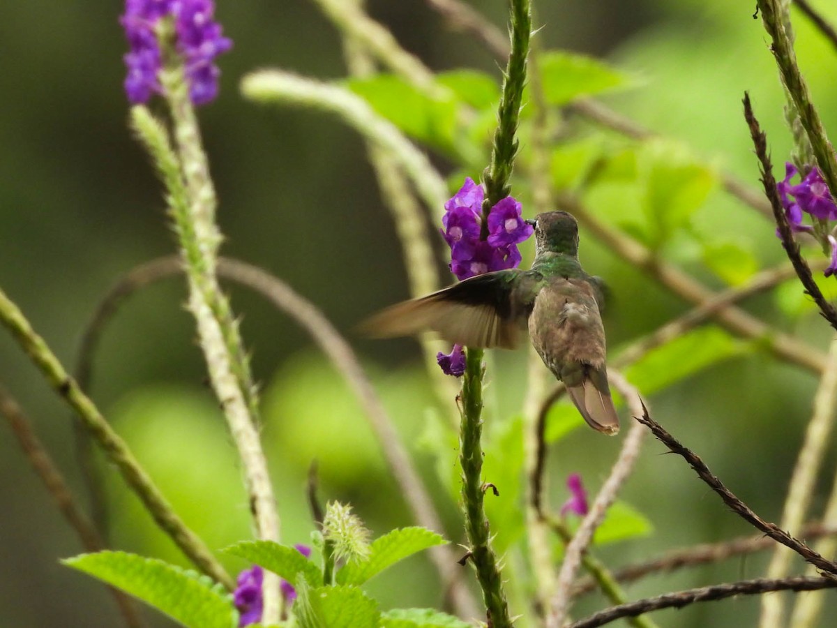 Azure-crowned Hummingbird - ML642194345