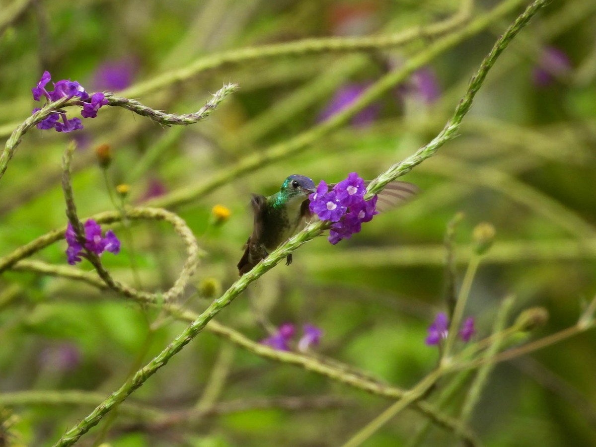 Azure-crowned Hummingbird - ML642194346