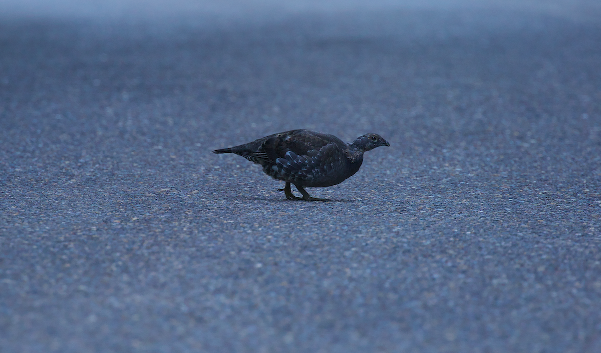 Sooty Grouse - ML642194349