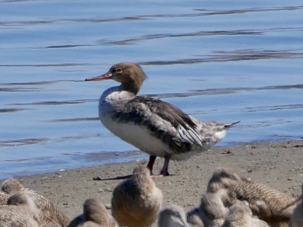 Red-breasted Merganser - ML642194350