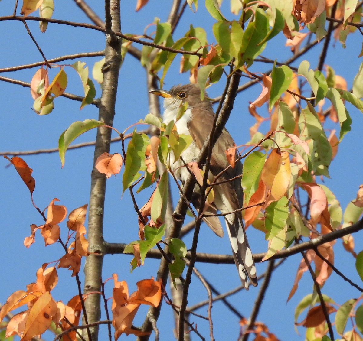 Yellow-billed Cuckoo - ML642194351
