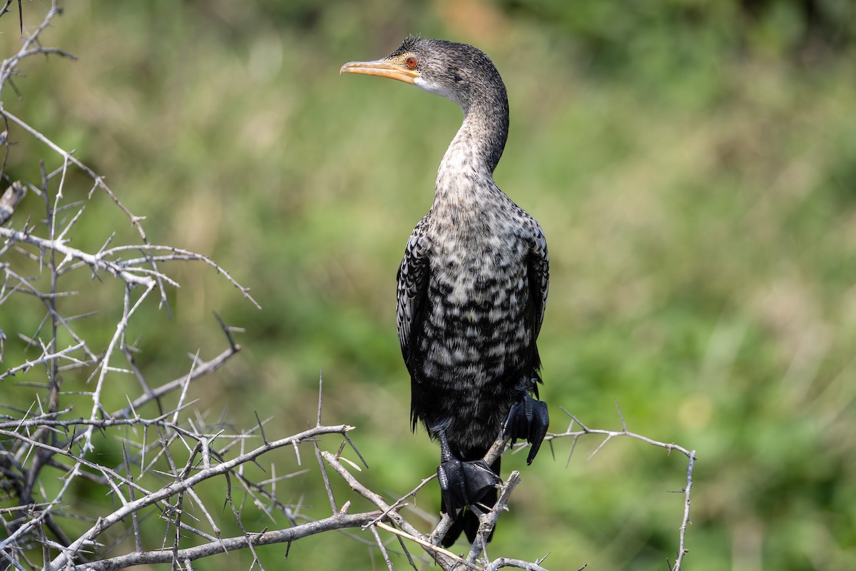 Reed Cormorant - ML642194363