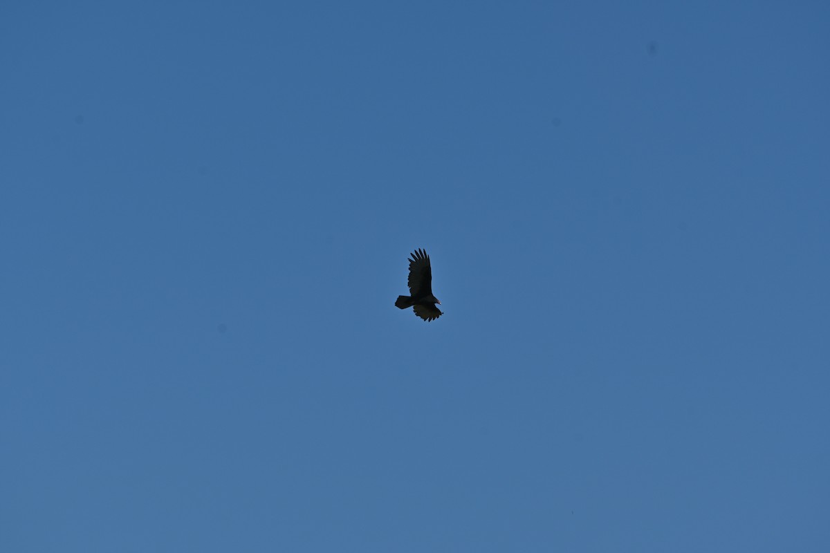 Turkey Vulture - ML642194378