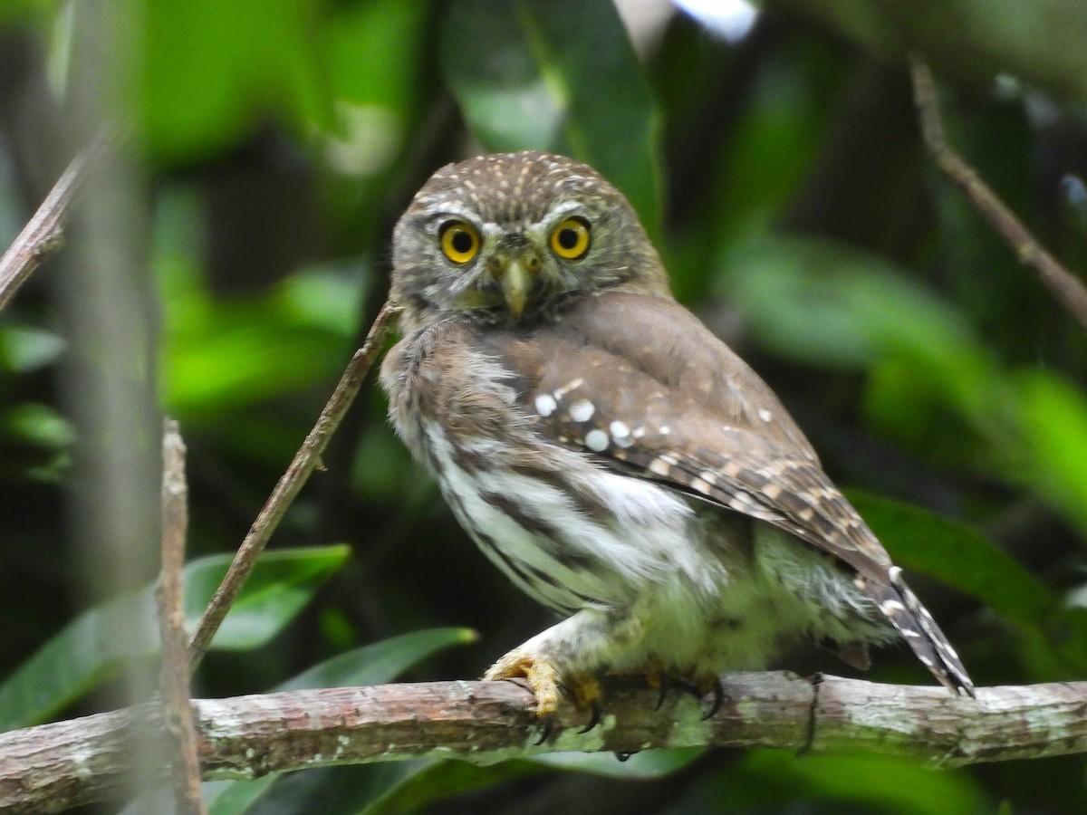Ferruginous Pygmy-Owl - ML642194382