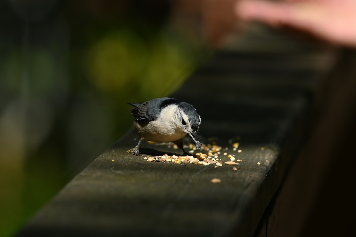 White-breasted Nuthatch - ML642194383