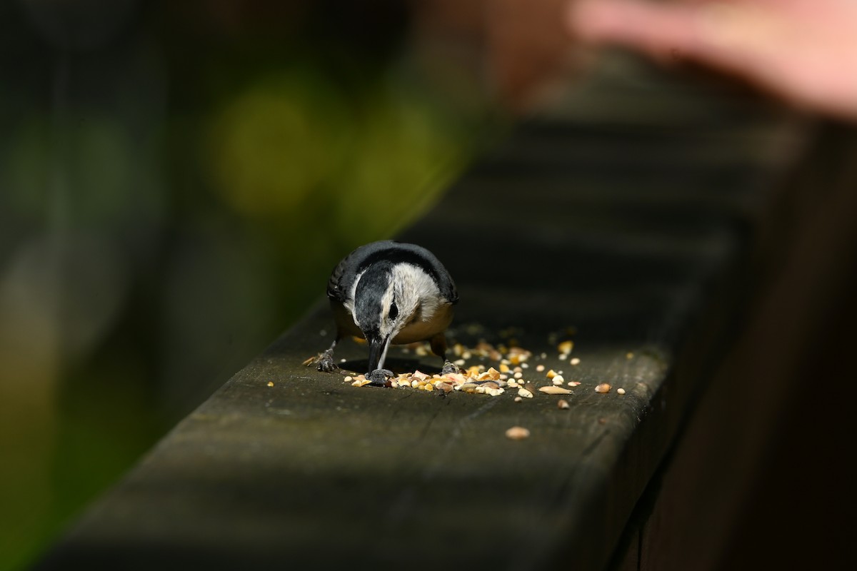 White-breasted Nuthatch - ML642194384