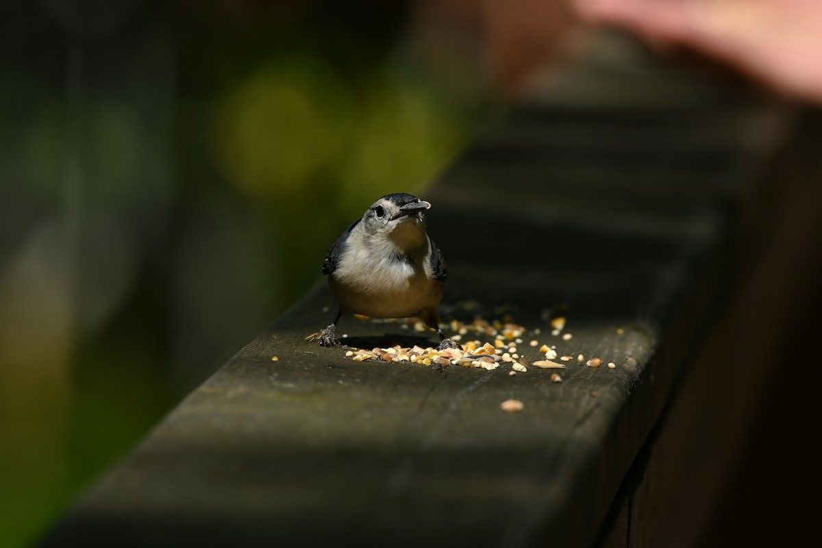 White-breasted Nuthatch - ML642194385