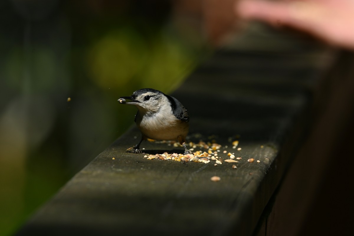 White-breasted Nuthatch - ML642194386