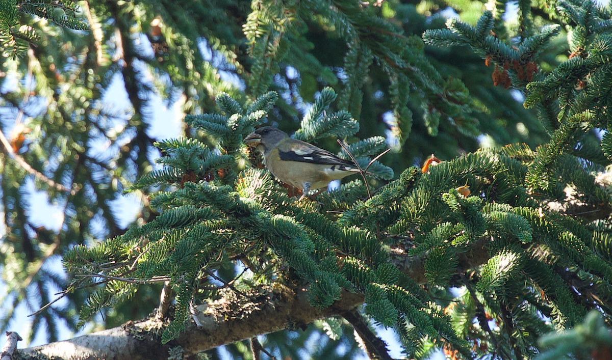 Evening Grosbeak - ML642194400