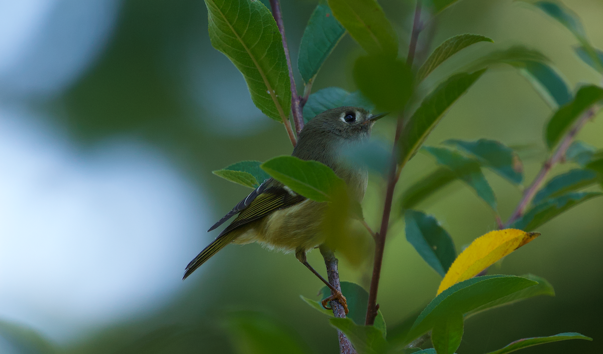 Ruby-crowned Kinglet - ML642194403