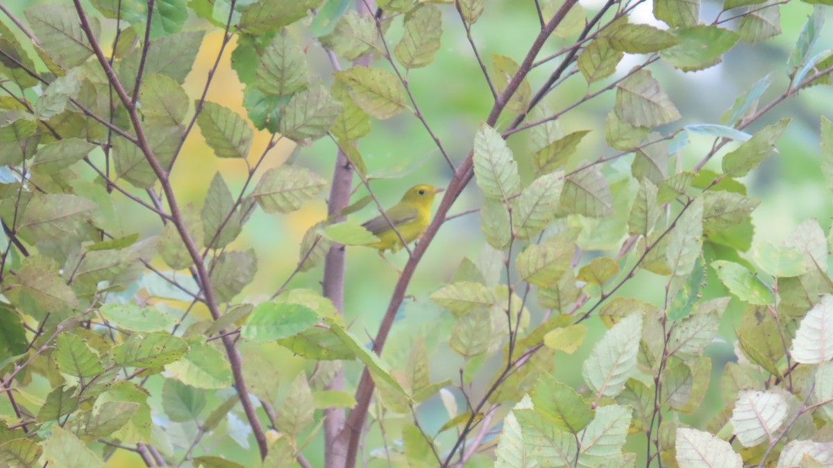 Wilson's Warbler - ML642194404