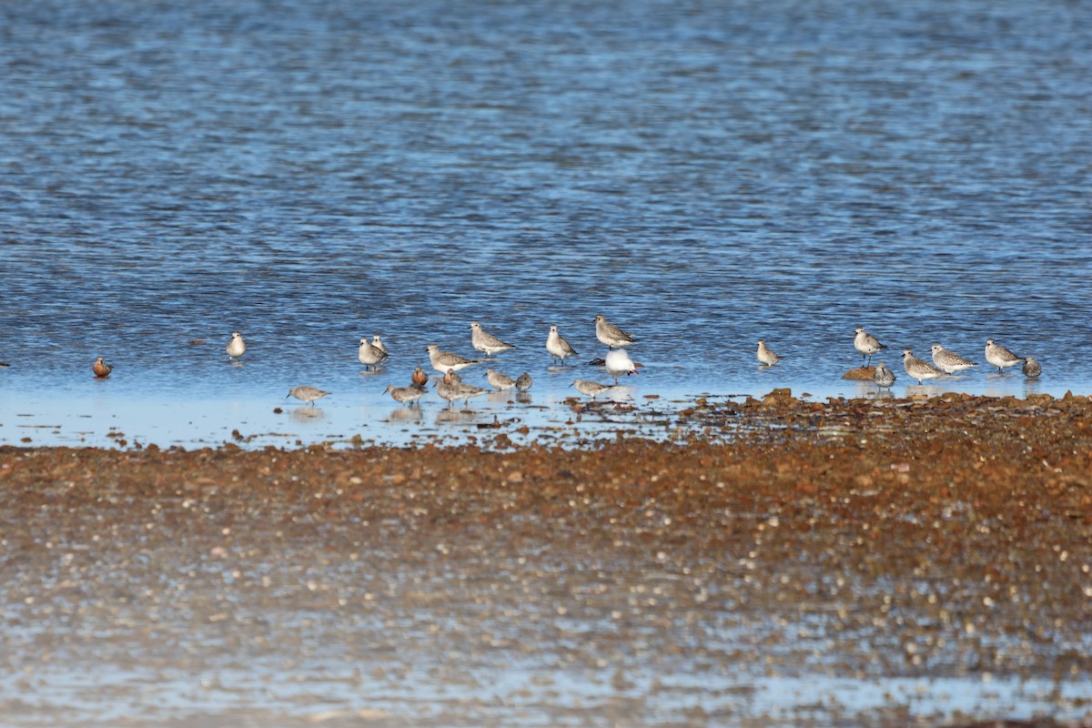 Black-bellied Plover - ML642194409