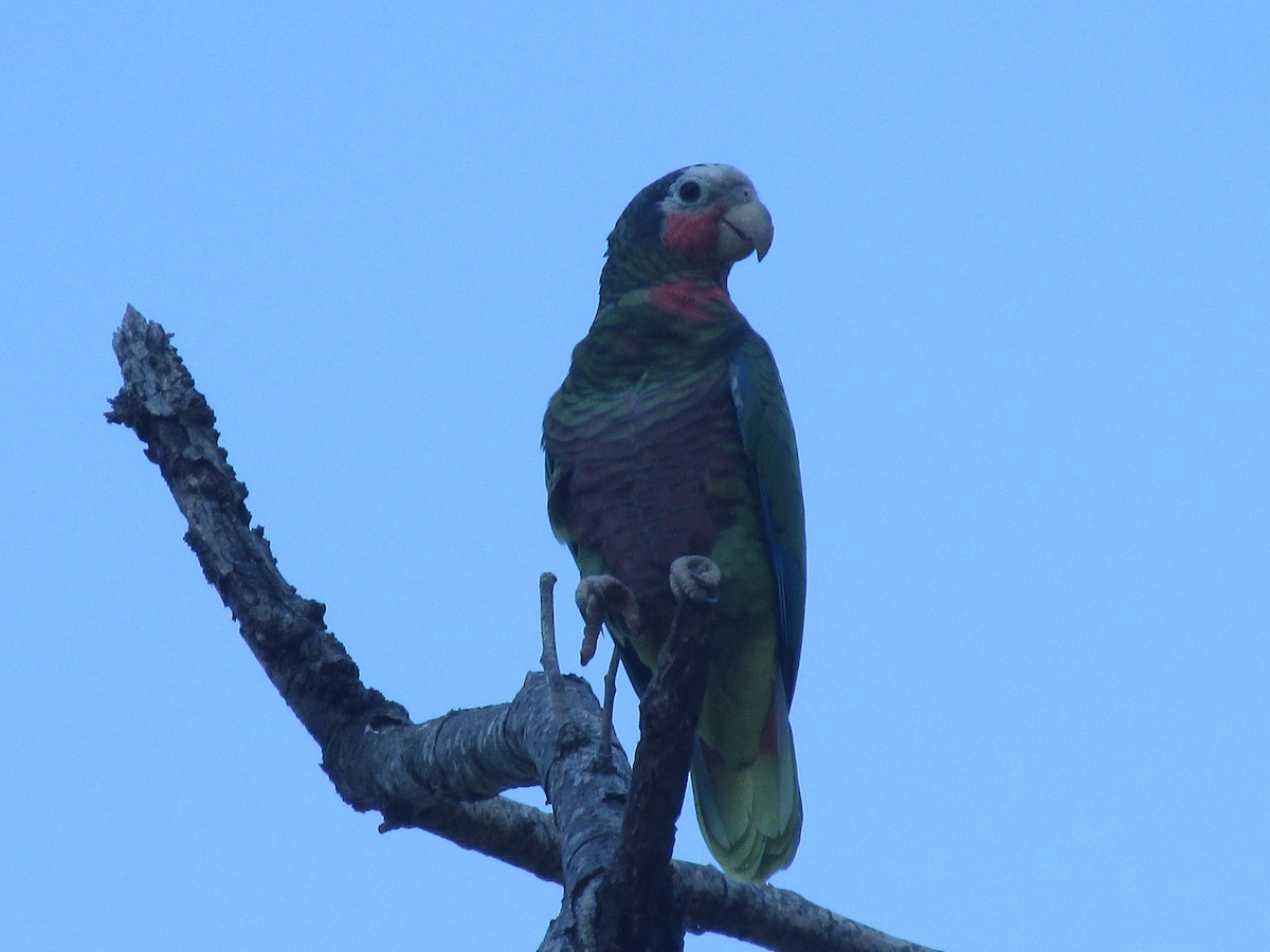 Cuban Amazon (Cuban) - ML642194411
