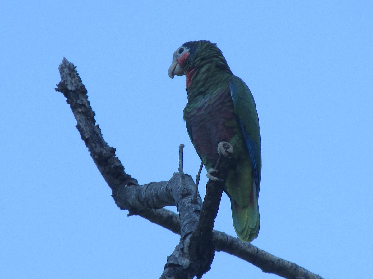 Cuban Amazon (Cuban) - ML642194412