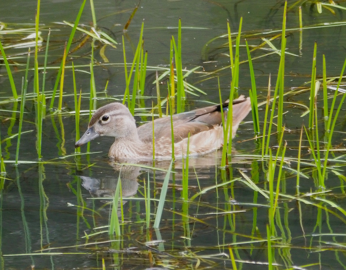 Wood Duck - ML642194418