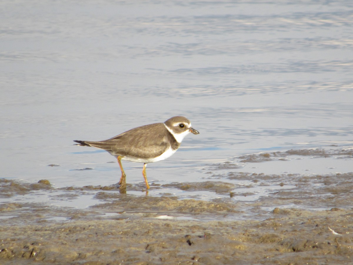 Semipalmated Plover - ML642194447