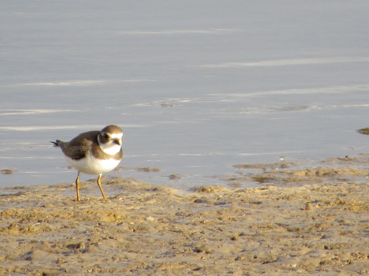 Semipalmated Plover - ML642194448