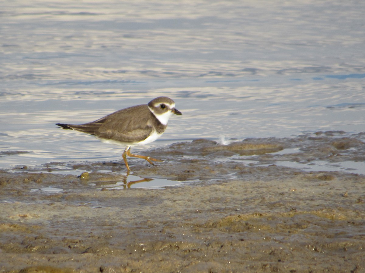 Semipalmated Plover - ML642194449