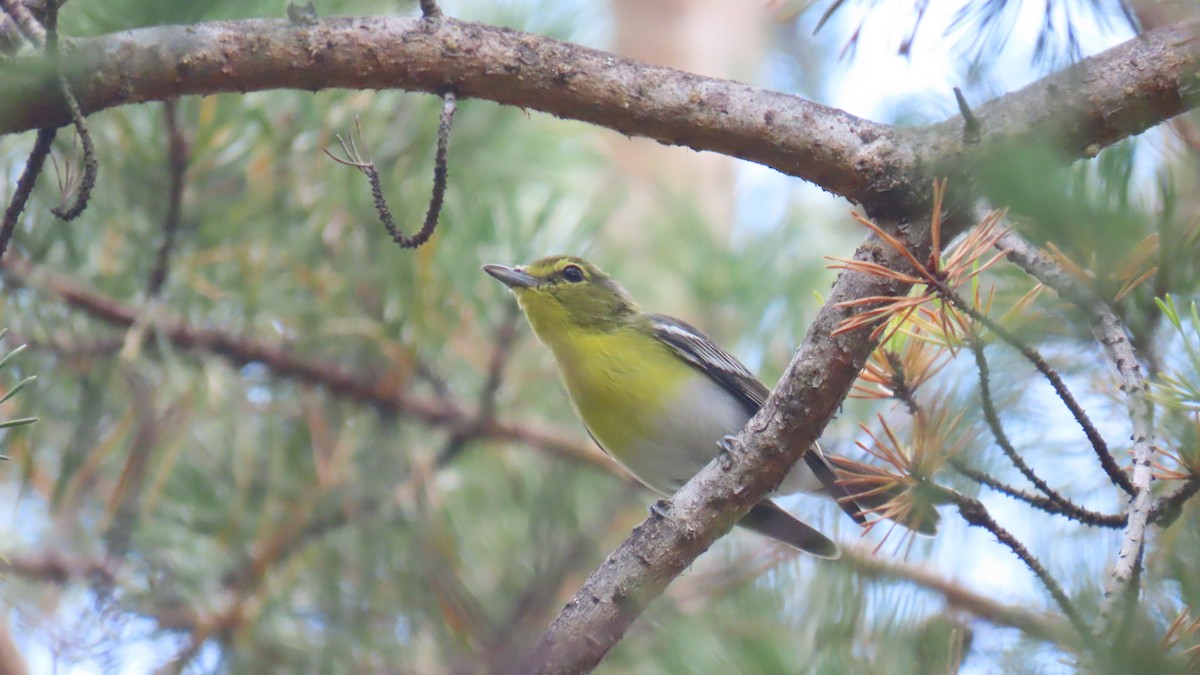 Yellow-throated Vireo - ML642194451