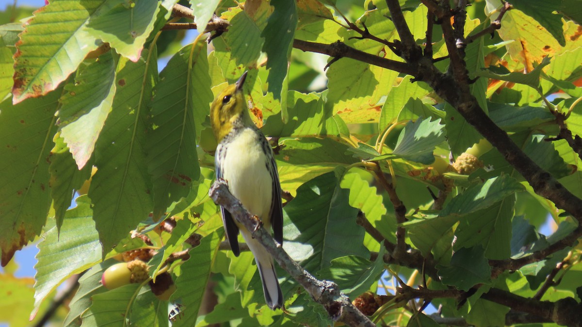 Black-throated Green Warbler - ML642194457