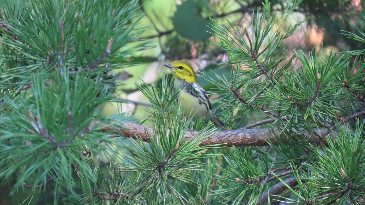 Black-throated Green Warbler - ML642194458