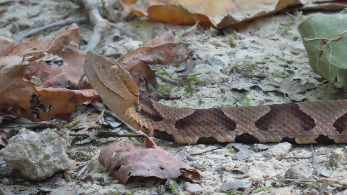 Eastern Copperhead - ML642194463