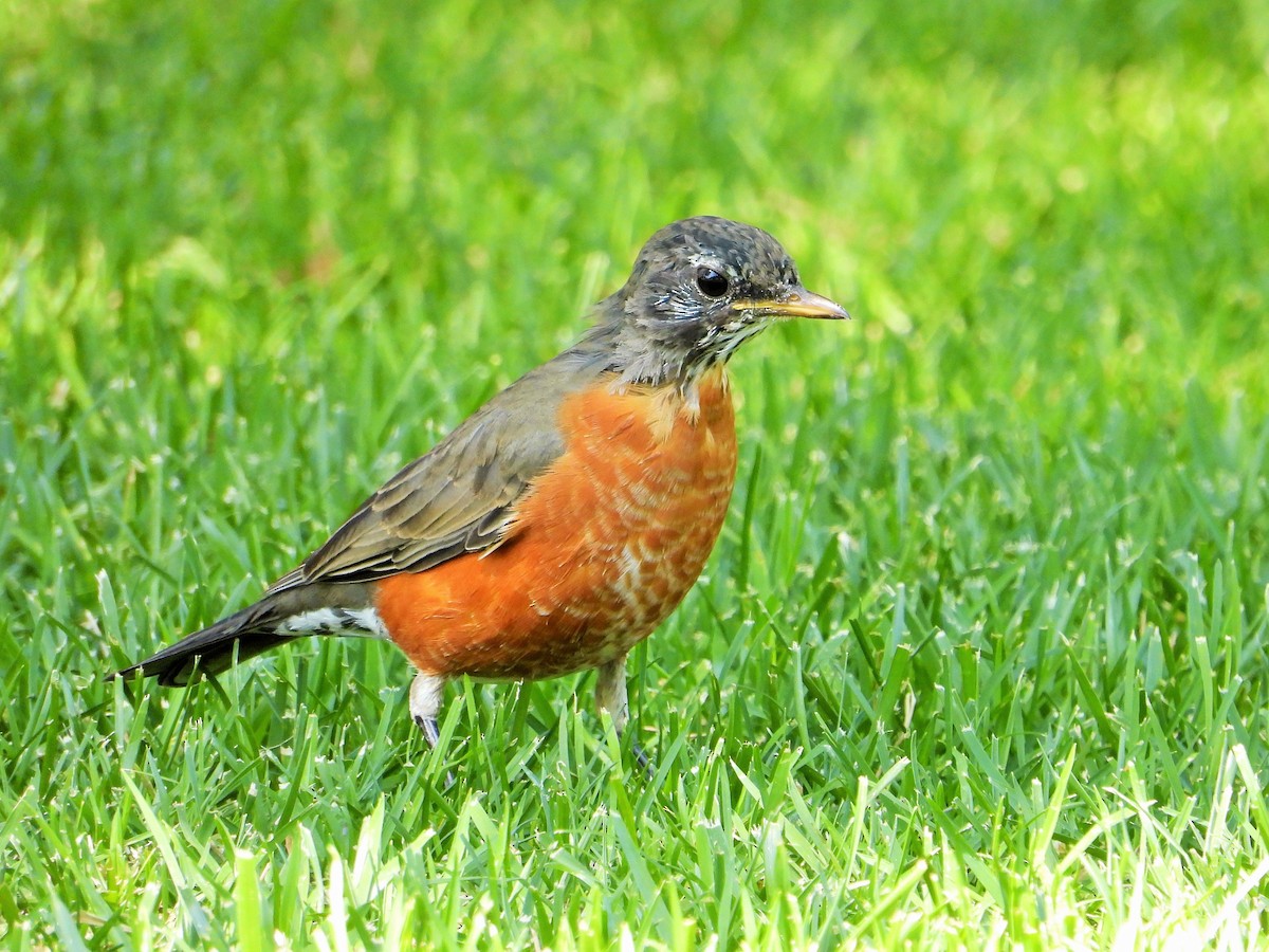 American Robin - ML642194468