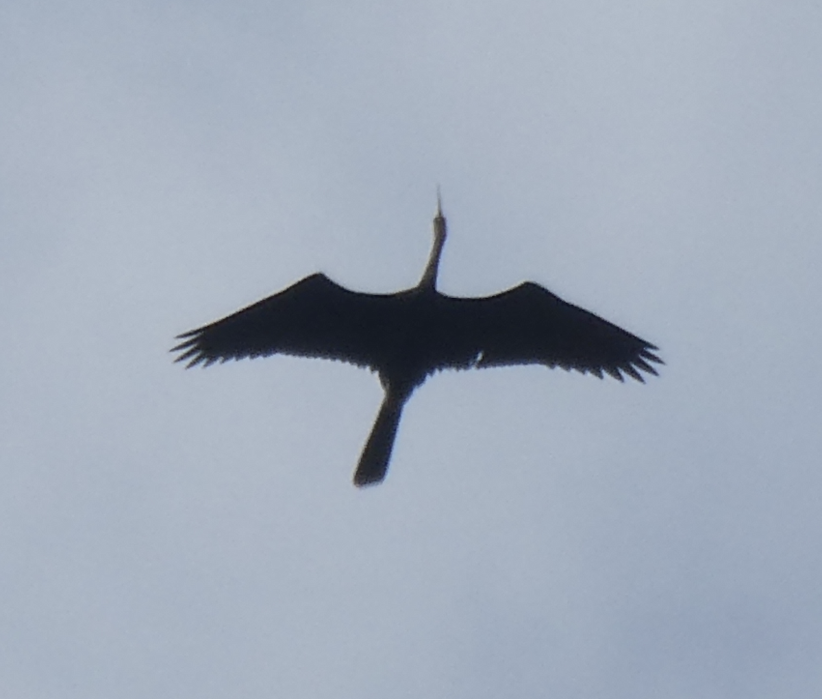 Anhinga - ML642194473