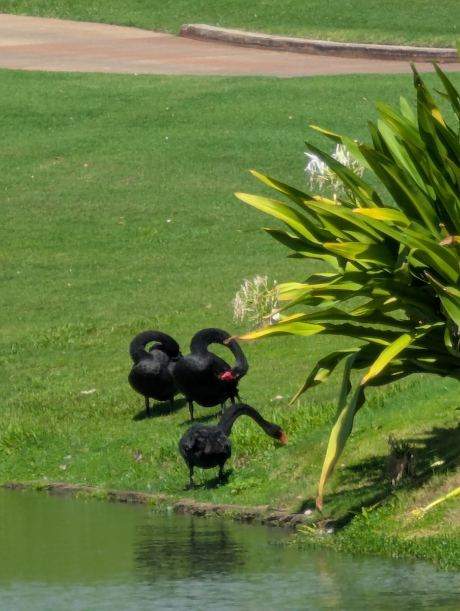 Black Swan - ML642194480