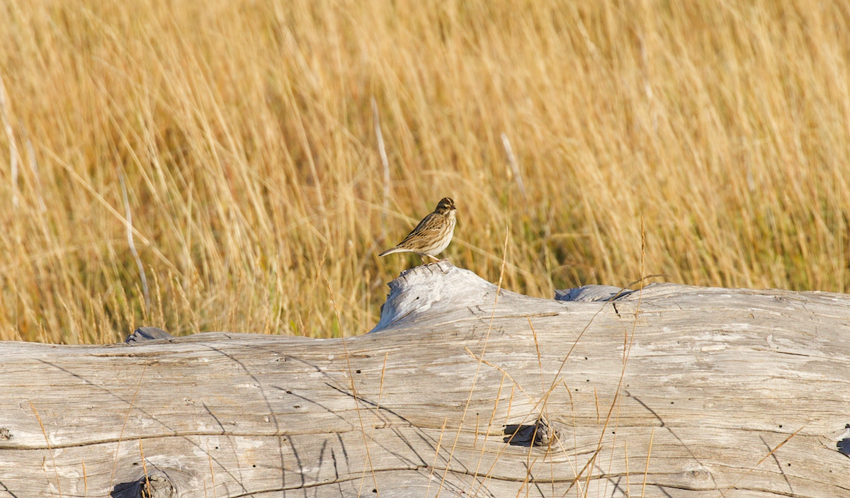 Savannah Sparrow - ML642194485