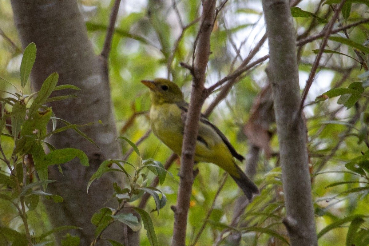 Western Tanager - ML642194486