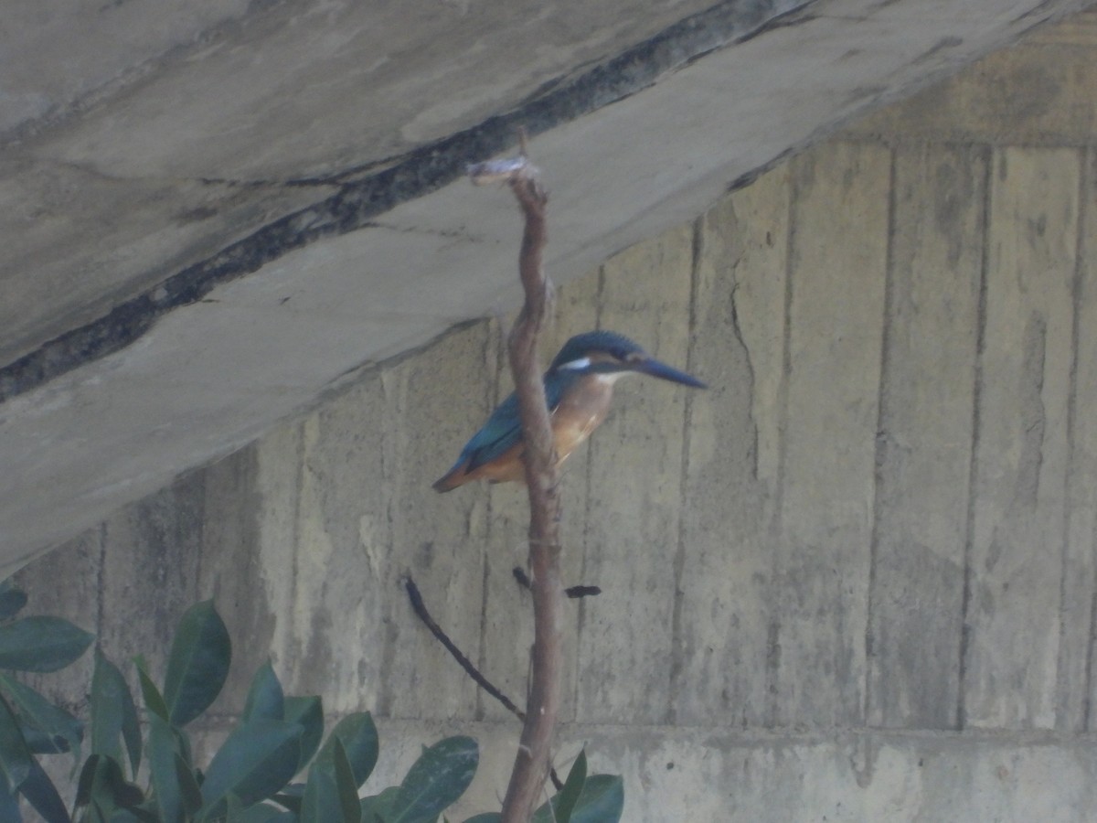 Common Kingfisher - ML642194487