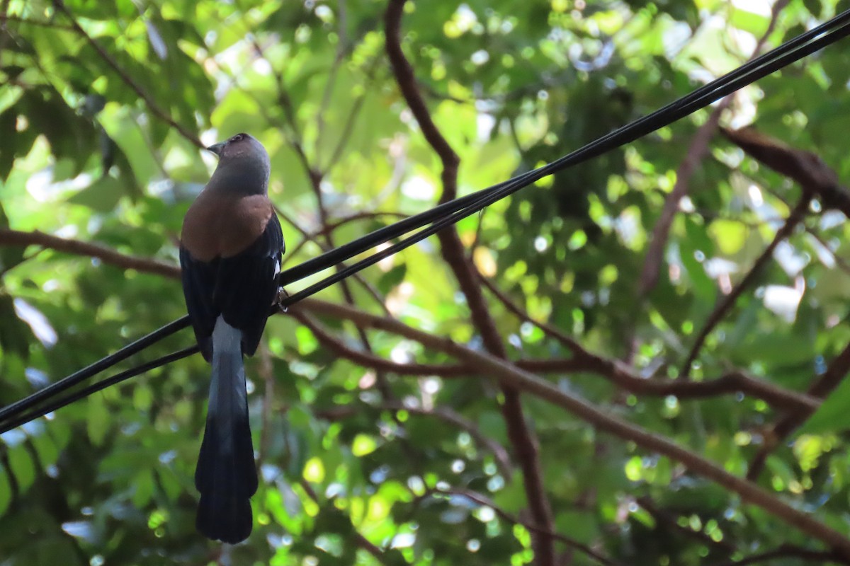 Gray Treepie - ML642194488