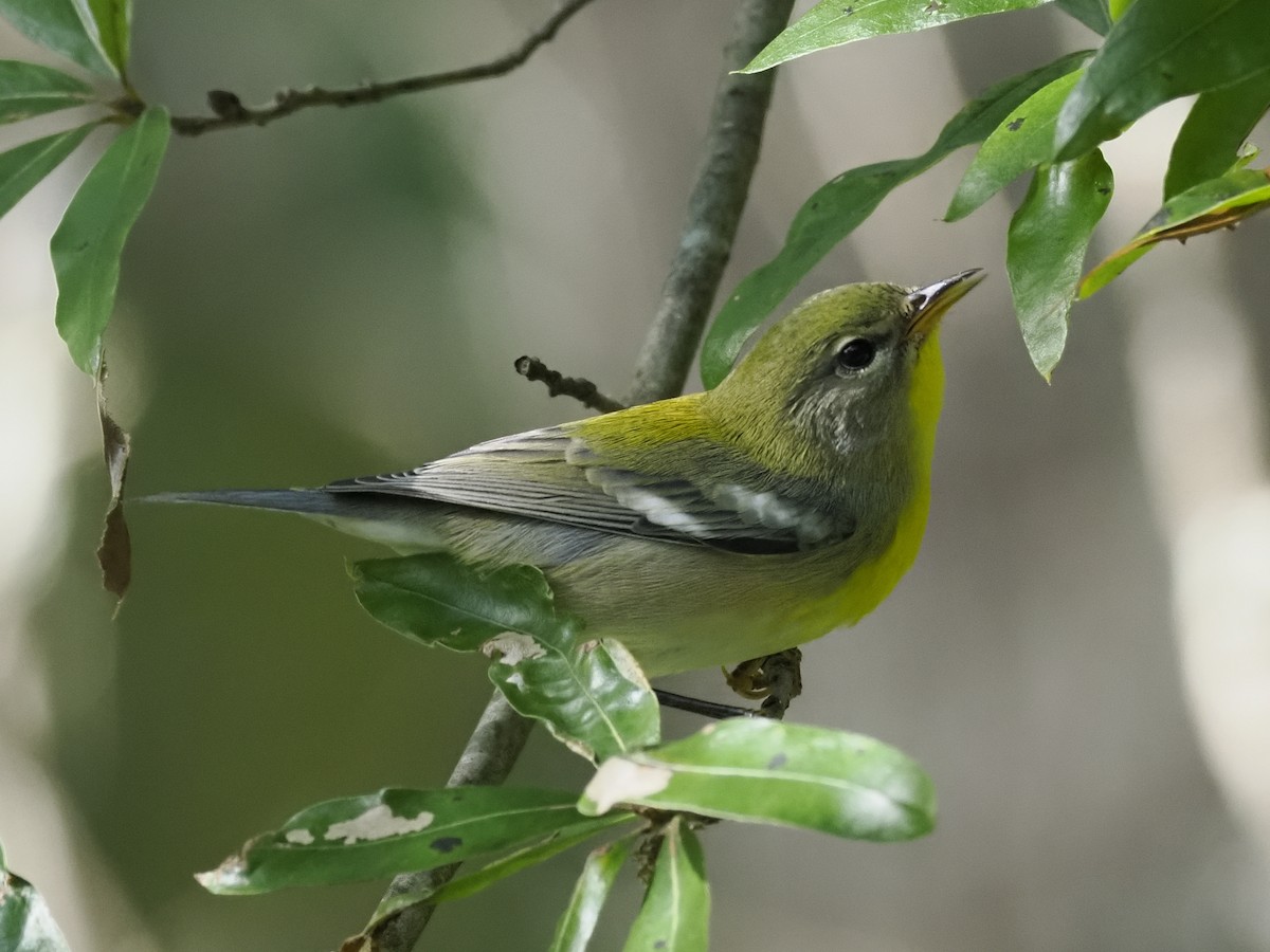 Northern Parula - ML642194490