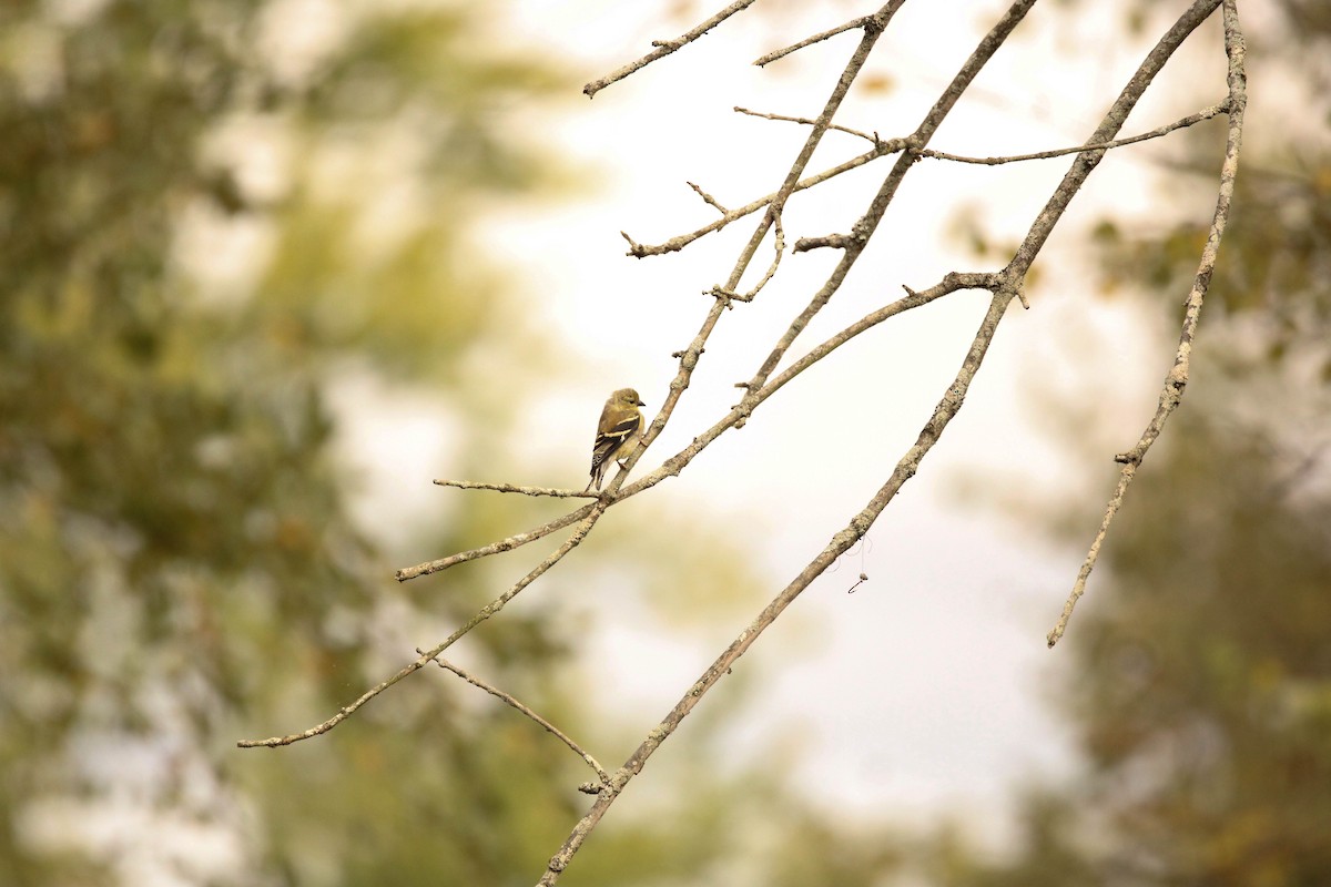 American Goldfinch - ML642194494