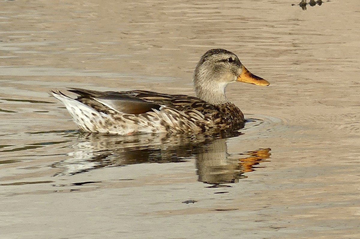 Mallard - ML642194495