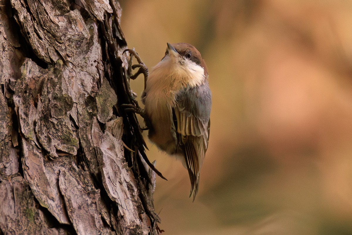 Brown-headed Nuthatch - ML642194499