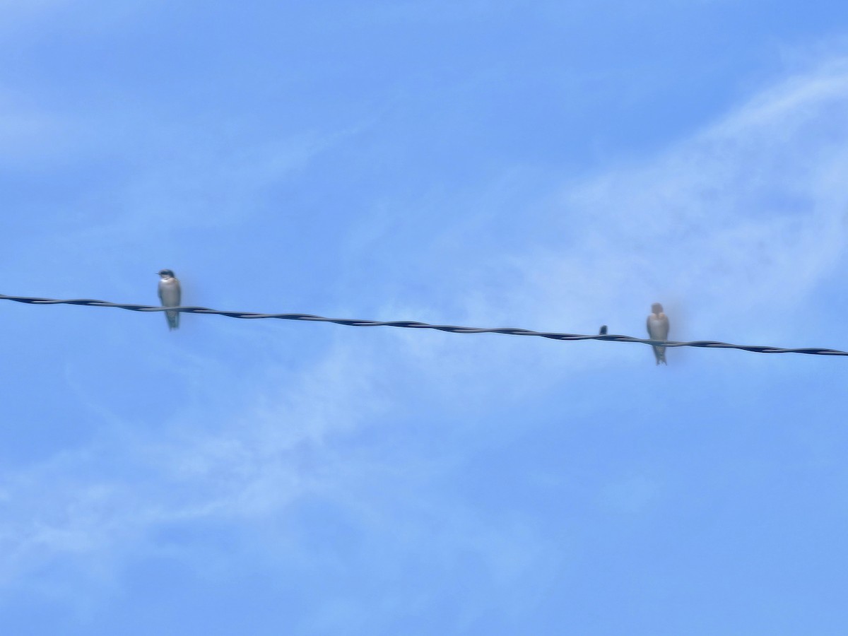 Pacific Swallow - ML642194500
