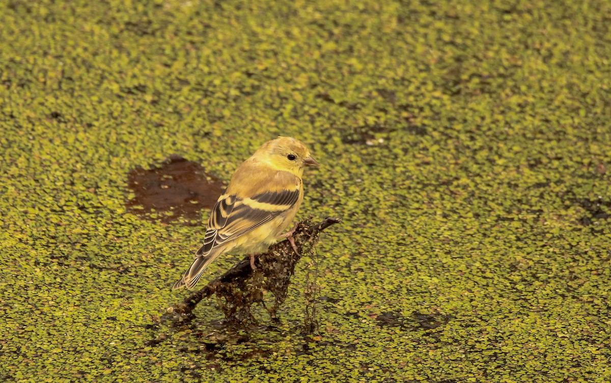 American Goldfinch - ML642194504