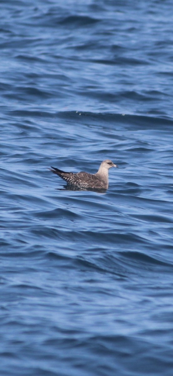 Long-tailed Jaeger - ML642194506