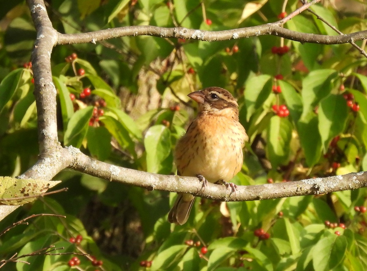 Rose-breasted Grosbeak - ML642194507
