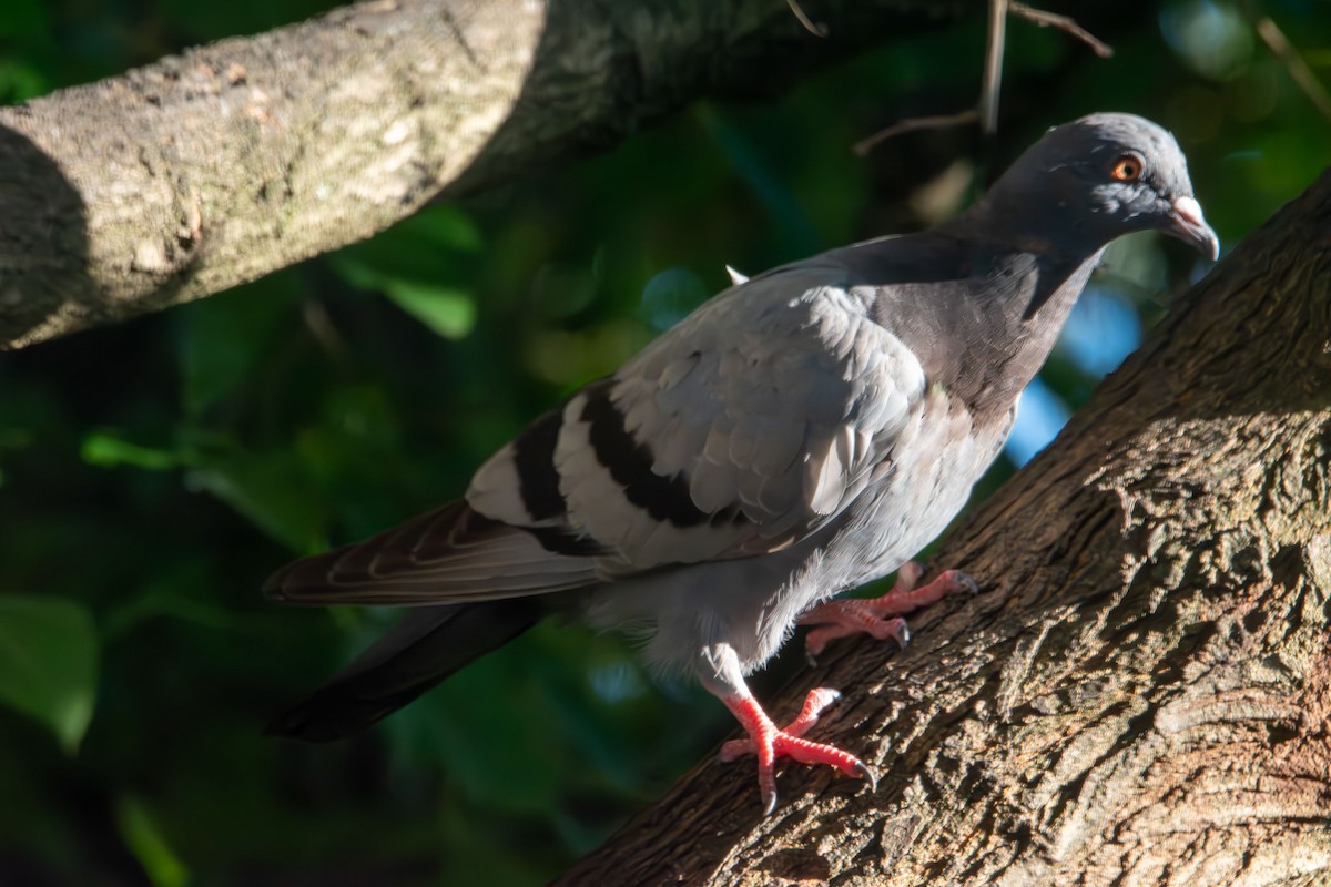 Rock Pigeon (Feral Pigeon) - ML642194510