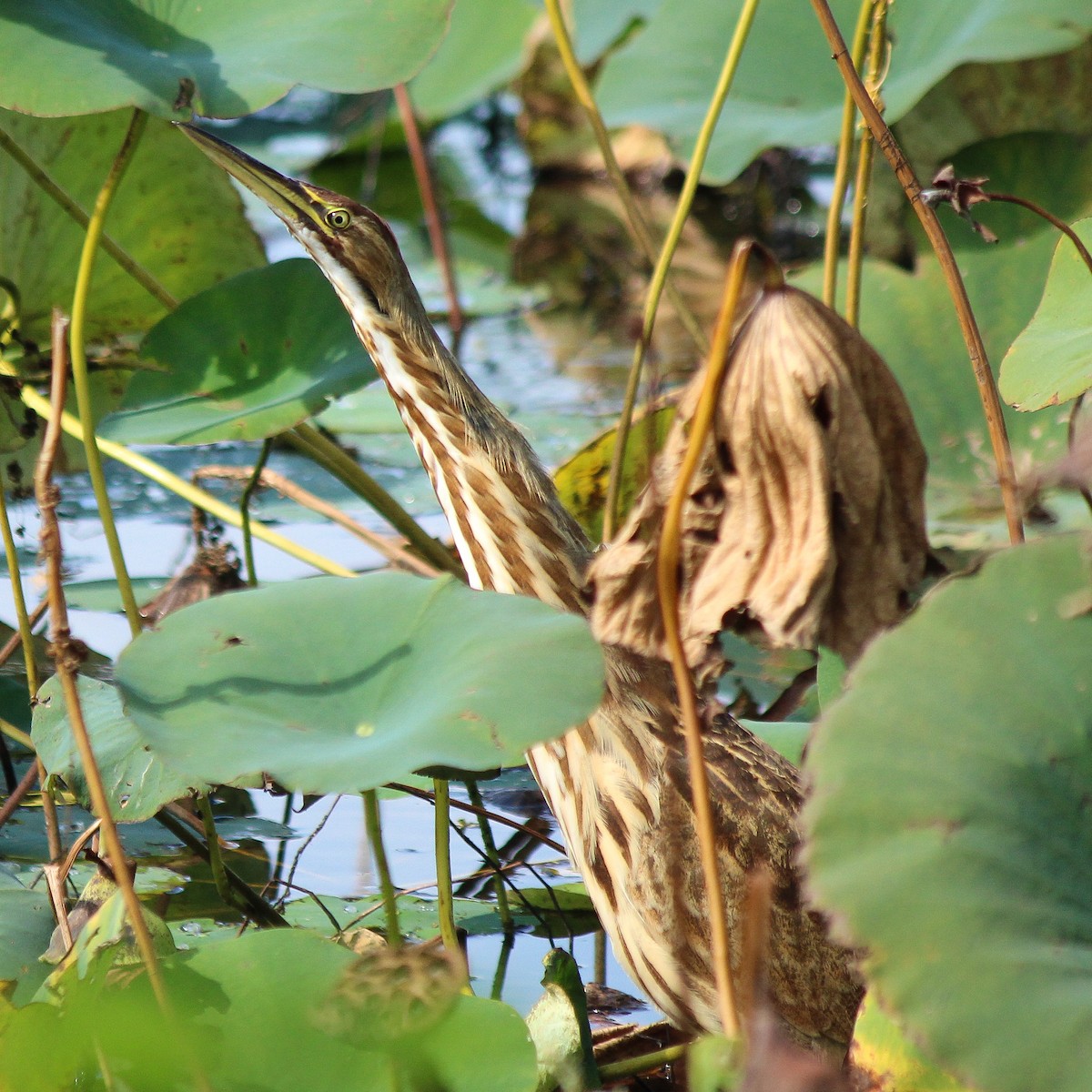 American Bittern - ML642194513