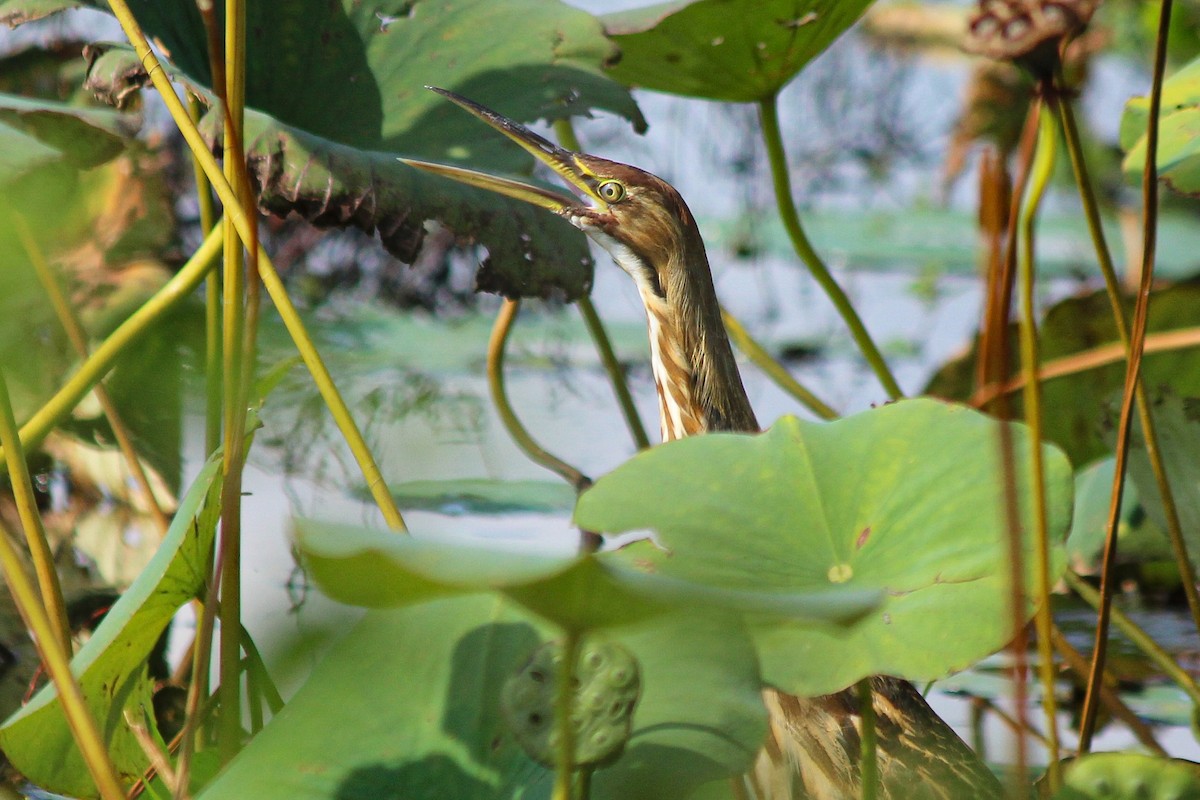 American Bittern - ML642194514