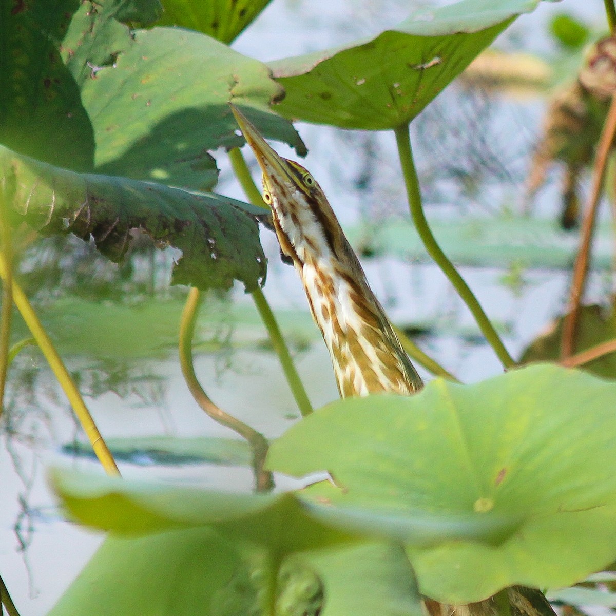 American Bittern - ML642194515